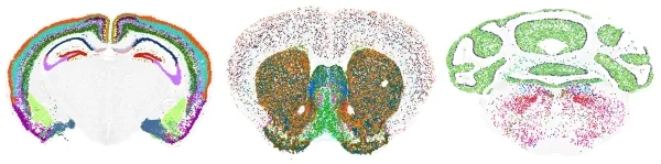 Новые клеточные атласы раскрывают невиданное разнообразие в мозге и за его пределами. 7 6e1743892d73bd777baca7e273c9bb6f