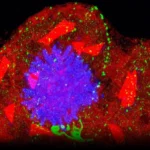 Флюоресцентное изображение клетки: синий центр, красные и зелёные элементы по краям.