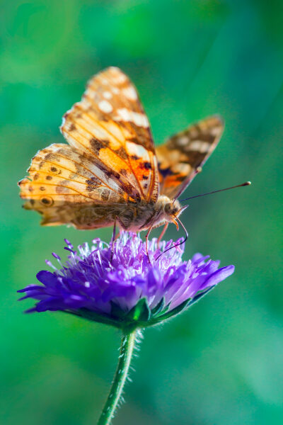 71fc81df87e4260758625438bb333752