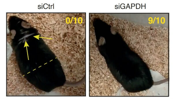 Две лабораторные мыши, сравнение изображений после вмешательства siCtrl и siGAPDH.