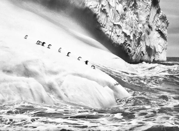 Пингвины на склоне ледника у моря, волнуется вода.