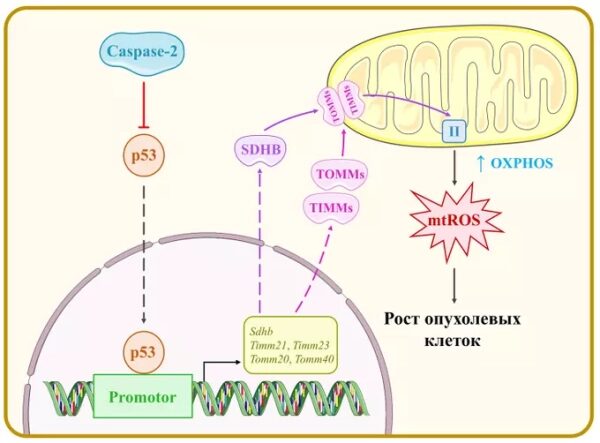 Диаграмма взаимодействия p53, митохондрий и рост опухолевых клеток.