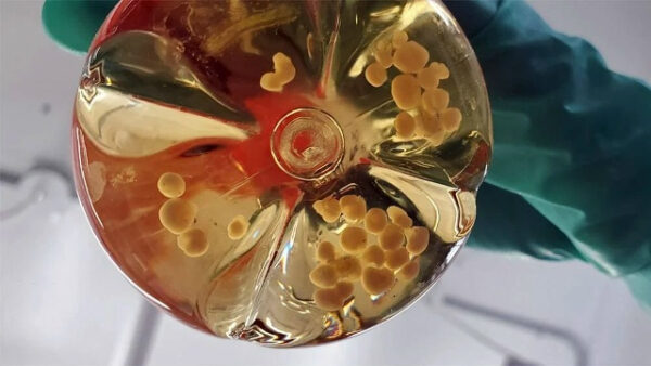 Лабораторные клетки в жидкости, использующие защитные перчатки, вид сверху.