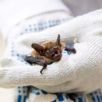 Летучая мышь в защитных перчатках, крупный план.