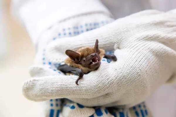 Летучая мышь в защитных перчатках, крупный план.