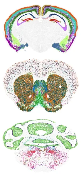 Новые клеточные атласы раскрывают невиданное разнообразие в мозге и за его пределами. 6 8b87e03d09c6806046a35e2bee7e955d