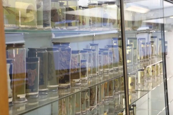 Банки с экспонатами на выставке в музее, витрина с образцами для изучения.