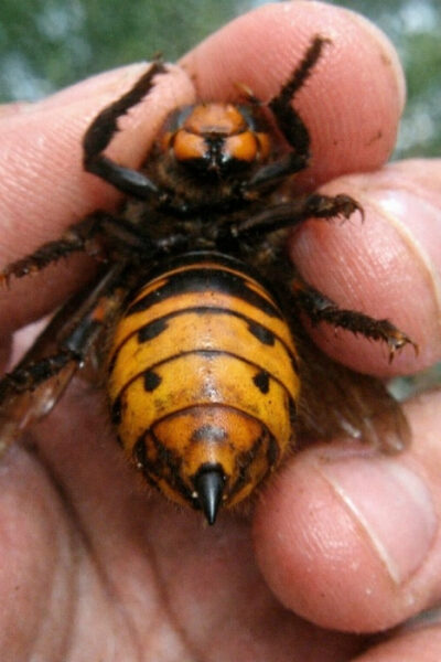 Гигантский шершень крупным планом в руке человека.
