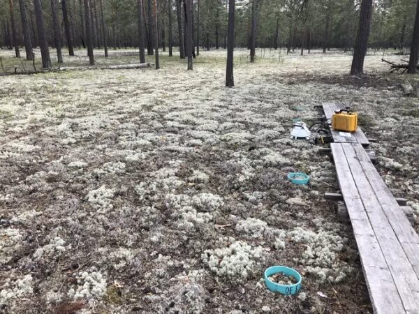 Лес с мхом, дощатая тропа, миски на земле, лесное оборудование.