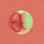 Деление эмбриональных клеток, этап дробления у животного, красочный фон.