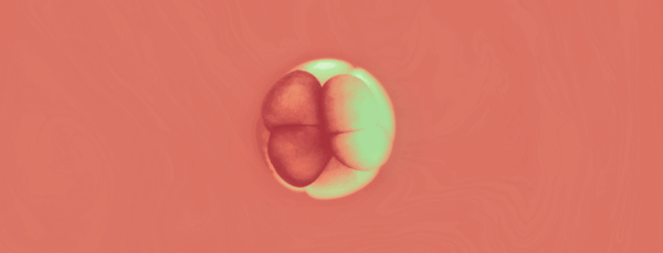 Ученые пошагово, клетка за клеткой, отслеживают генетические этапы превращения яйцеклеток в животных. 4 Деление эмбриональных клеток, этап дробления у животного, красочный фон.