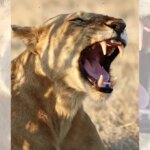 Львица зевает на фоне саванны, показывая острые клыки.