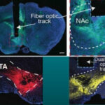 Оптические волокна в мозге: структуры VTA и NAc, картирование нейронных путей.