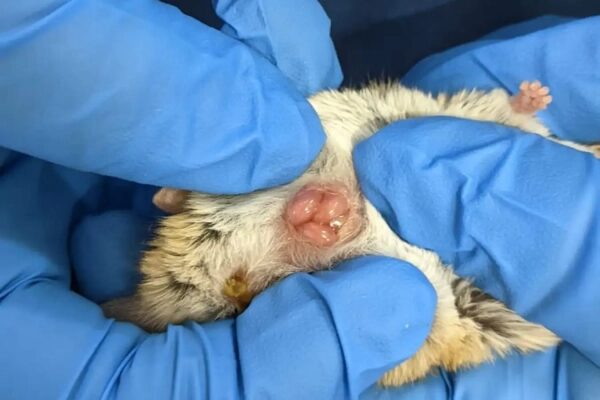 c6cc3b60ae53343cf6ce0c1a3d5602f1