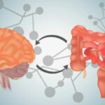 Изображение связи мозга и кишечника с молекулярным фоном.