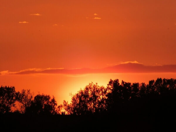 Число мощных вспышек в одной области Солнца достигло рекордного показателя 1 Закат над деревьями на фоне оранжевого неба.