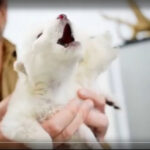 Щенок песца на руках у человека, крупный план.