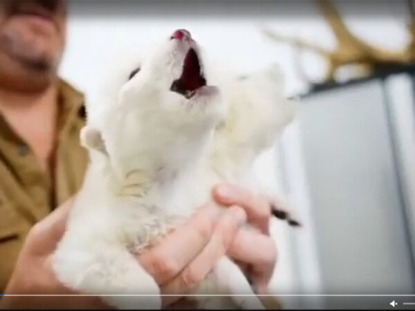 Для спасения жизни после планетарного вымирания решено создать таинственное хранилище 2 Щенок песца на руках у человека, крупный план.