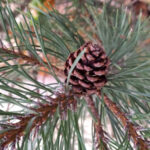 Шишка на хвойной ветке в лесу, крупный план, природный фон.