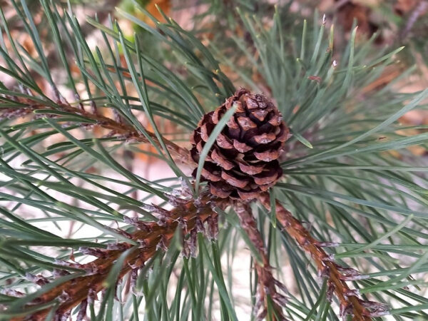 Шишка на хвойной ветке в лесу, крупный план, природный фон.