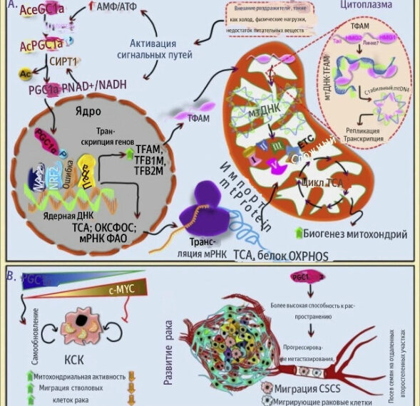 Схема биогенеза митохондрий и раковых процессов: активация, генетика, миграция клеток.