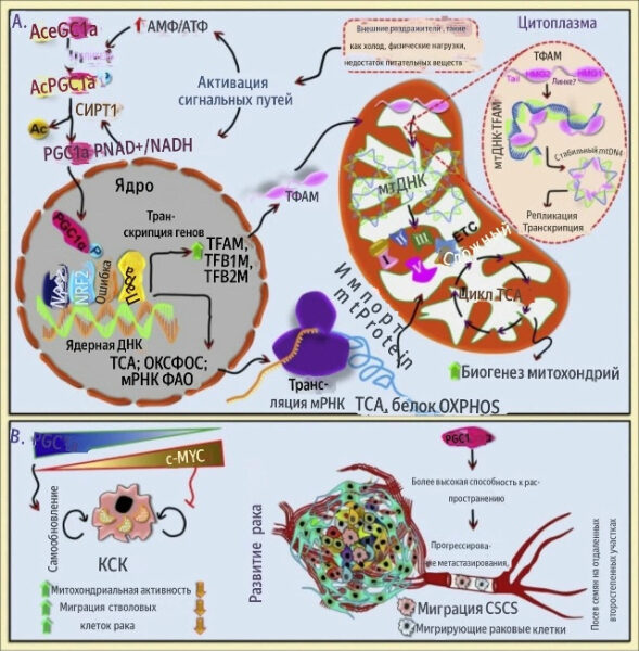 Митохондриальный биогенез в упрощенном виде 9 Схема биогенеза митохондрий и раковых процессов: активация, генетика, миграция клеток.