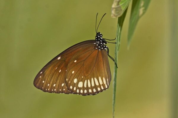 New Scientist. Научные новости и аналитические статьи от экспертов-журналистов, освещающие достижения в науке, технологиях, здравоохранении и охране окружающей среды, на сайте и в журнале.