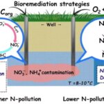 Стратегии биоремедиации для снижения загрязнения азотом в грунтовых водах.