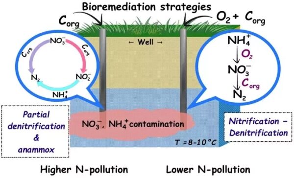 Стратегии биоремедиации для снижения загрязнения азотом в грунтовых водах.