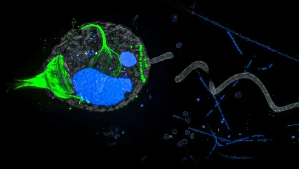 Флуоресцентная микрофотография, показывающая отдельную клетку Vorticella: ДНК и ядра окрашены в синий цвет, микротрубочки — в зеленый.