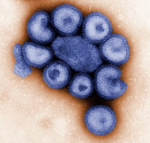 Электронная микрофотография вируса гриппа в сине-бежевых тонах.