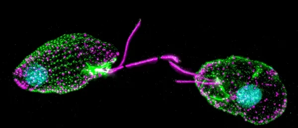 Флуоресцентная микрофотография, показывающая две фотосинтезирующие водоросли Rhinomonas, окрашенные в голубой, зеленый и пурпурный цвета.