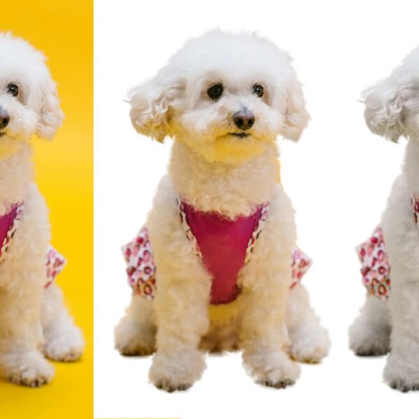 Три белых пуделя в розовой одежде, фон жёлтый и белый.