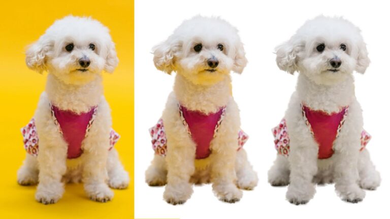 Три белых пуделя в розовой одежде, фон жёлтый и белый.
