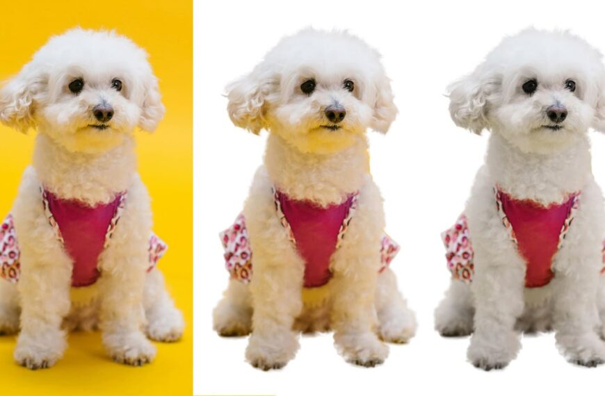 Три белых пуделя в розовой одежде, фон жёлтый и белый.