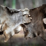 Сшитые вместе шкуры животных на фоне леса.