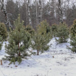 Маленькие ёлочки в заснеженном лесу зимой.