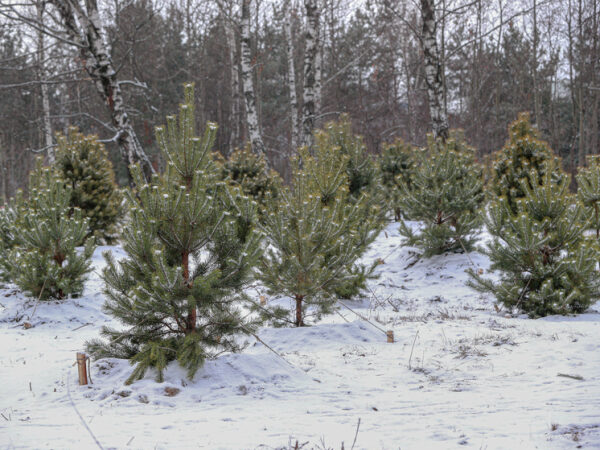Маленькие ёлочки в заснеженном лесу зимой.