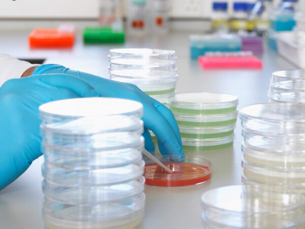 Лаборатория: ученый в перчатках работает с образцами в чашках Петри.