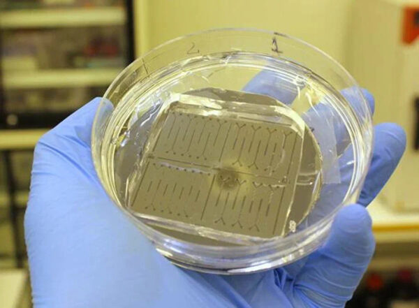 Российские ученые разработали сенсор для быстрого определения признаков старения 2 Российские ученые создали сенсор для мгновенного выявления признаков старения