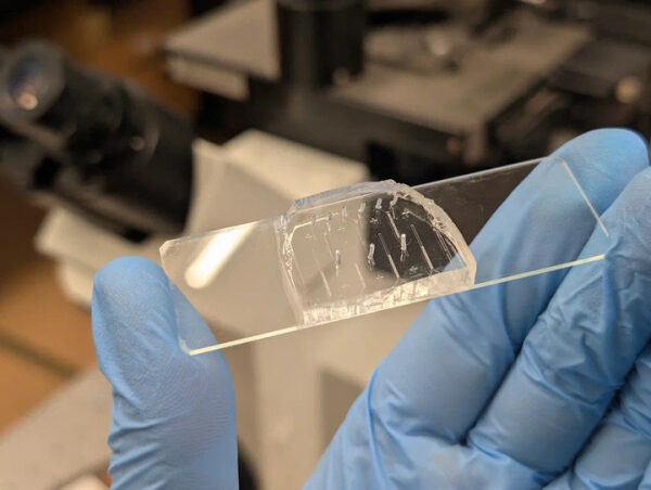 Российские ученые разработали сенсор для быстрого определения признаков старения 3 Российские ученые создали сенсор для мгновенного выявления признаков старения