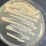 Петри с культурами бактерий на питательной среде в лаборатории.