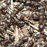 Крупный план муравьёв, формика на земле среди веточек и листьев.