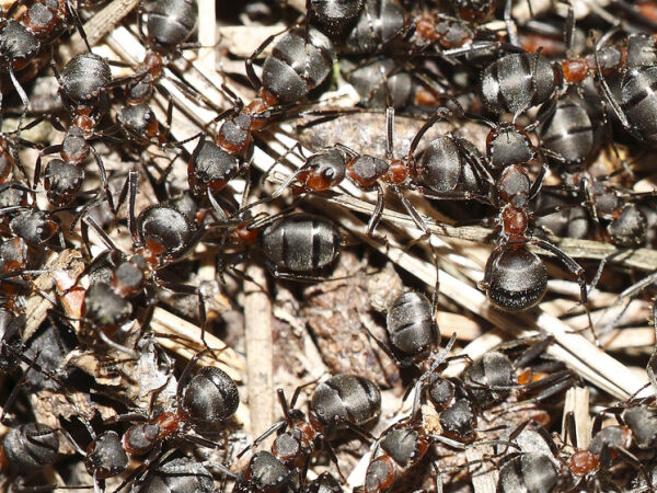 Крупный план муравьёв, формика на земле среди веточек и листьев.