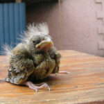 Птенец на деревянной поверхности на фоне здания.