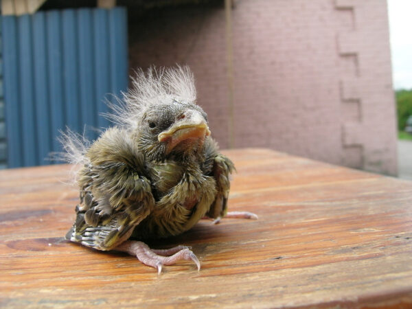 Птенец на деревянной поверхности на фоне здания.