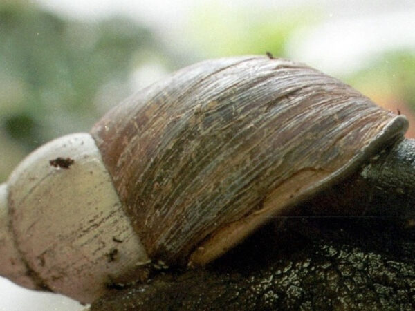 Зоологи из Честерского зоопарка спасли считавшийся исчезнувшим вид улиток 2 Улитка ахатина на фоне зелени, раковина и текстура крупным планом.