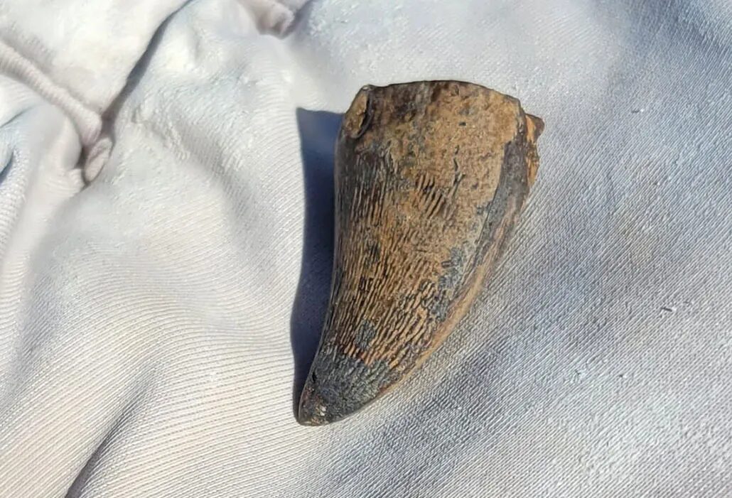 крупный план руки в кожаной перчатке, держащей ископаемого мозазавра