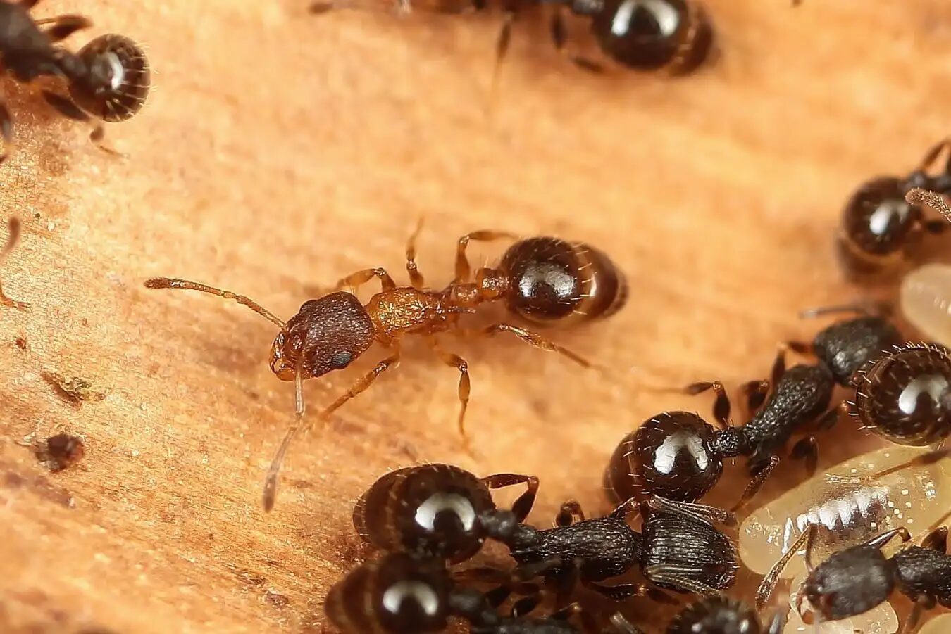 Фотография муравьёв крупным планом на деревянной поверхности.