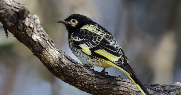 Вымирающих медососов из Австралии заново обучили традиционной песне. Птицы почти утратили ее из-за сокращения численности вида